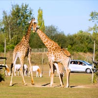 Girafes à Planète Sauvage zoo en Bretagne sud