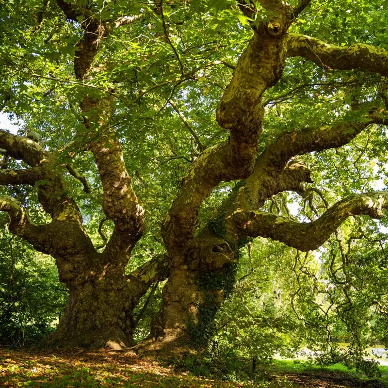 Très vieil arbre dans le parc naturel de Brière proche du camping en Bretagne sud